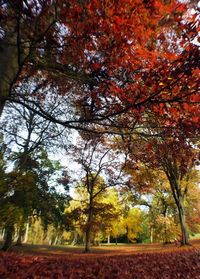 Autumn leaves on tree