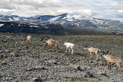 View of sheep on snow covered field