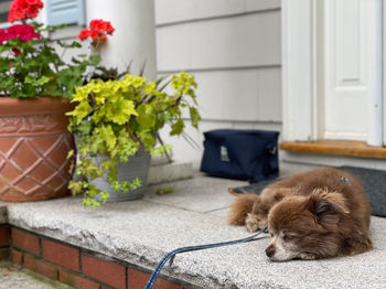 Dog relaxing on potted plant