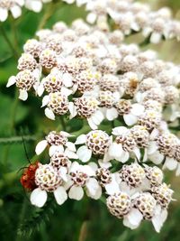 Close-up of white flowering plant