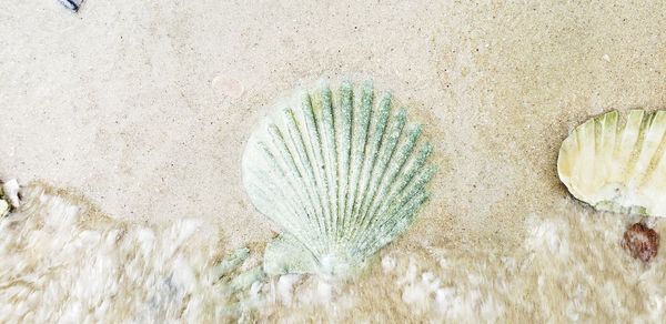 High angle view of succulent plant on beach