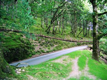 Road amidst trees in forest