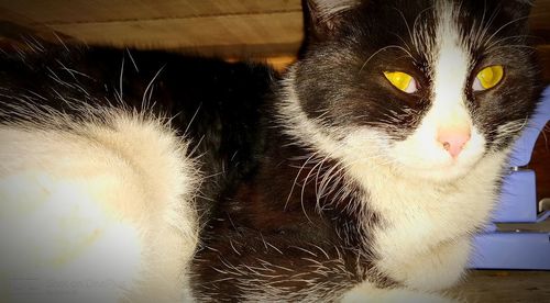 Close-up portrait of a cat