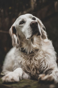 Close-up of dog looking away