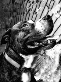 Close-up of dog looking away