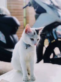 pet