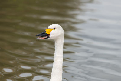 Head shot of a bewicks swan in the water