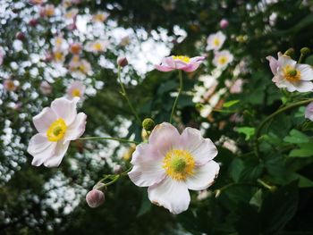 Close-up of white cherry blossoms in spring