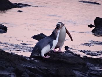 High angle view of sea lion on beach