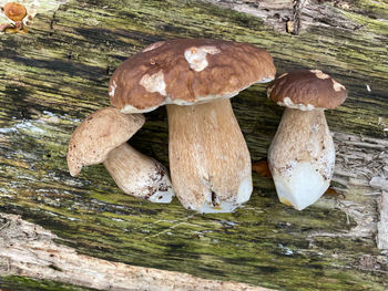 High angle view of mushrooms on wood