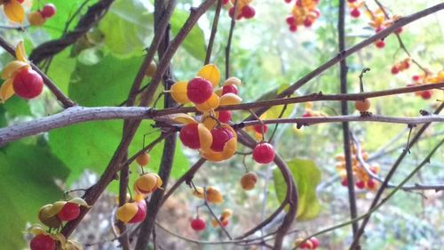 Close-up of red berries on tree