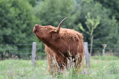 View of a cattle on field