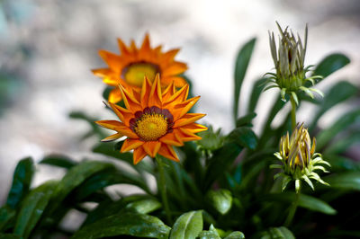 Close-up of orange flowering plant