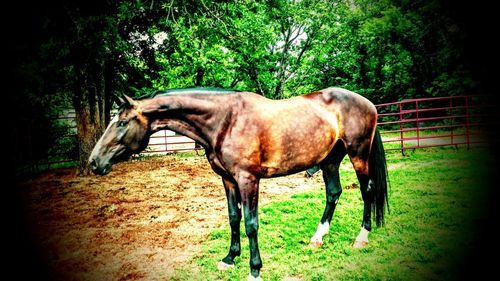 Side view of horse standing in field