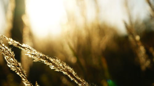 Close-up of fresh grass