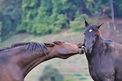 Close-up of 2 horses