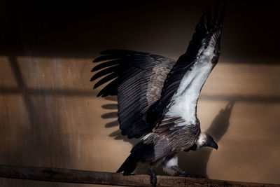 Close-up of bird flying