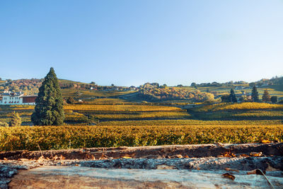 Scenic view of landscape against clear sky