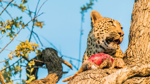 Low angle view of leopard on tree against sky