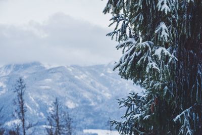 Trees against sky during winter