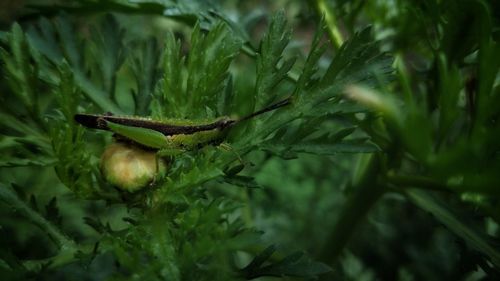 Close-up of fresh green leaf on plant