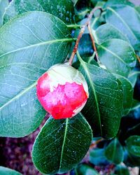 Close-up of plant