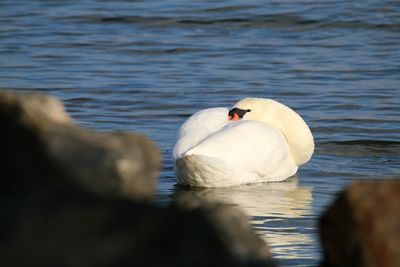 Close-up of swan swimming in lake