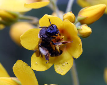 Close-up of bee pollinating on yellow flower