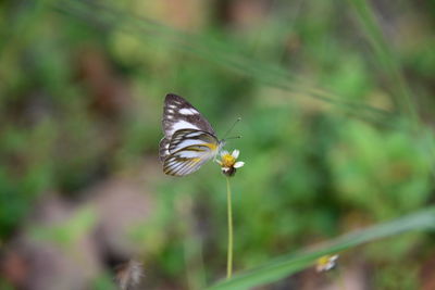 Close-up of butterfly perching on flower