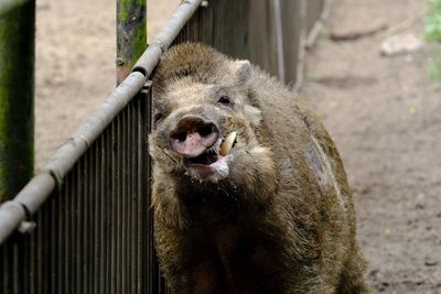 Upset boar