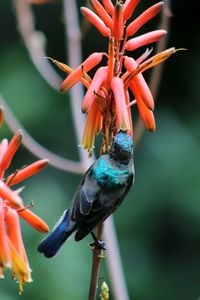 Close-up of bird perching on flower