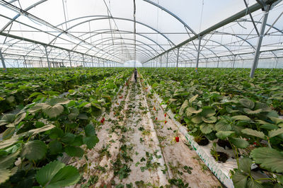 High angle view of plants in greenhouse