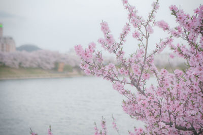 Pink cherry blossom by river against sky