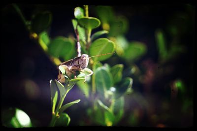 Close-up of insect on flower