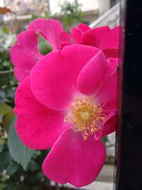 Close-up of pink flower blooming outdoors