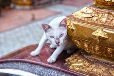 Close-up portrait of a kitten
