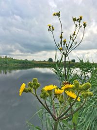 Close-up of yellow flowering plant on field