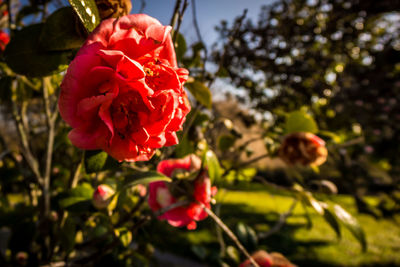 Close-up of red rose