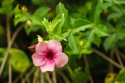 Close-up of pink flowering plant