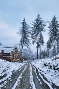 Snow covered road amidst trees against sky