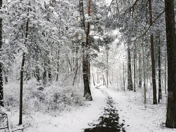 Snow covered trees in forest