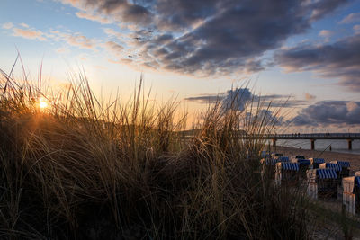 Plants growing on land against sky during sunset