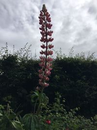 Low angle view of plants against cloudy sky