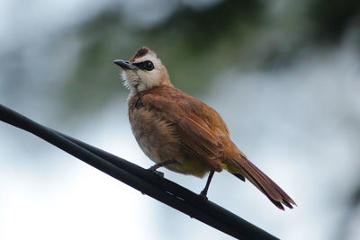 Close-up of bird perching against sky