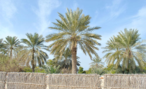 Palm trees by plants against sky