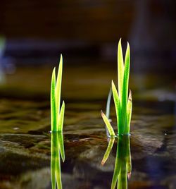 Close-up of plant against lake