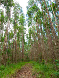 Low angle view of bamboo trees in forest