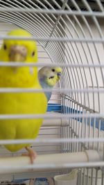 View of bird in cage