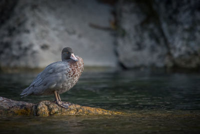 Bird perching on a rock