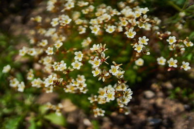 Close-up of flowering plants on field